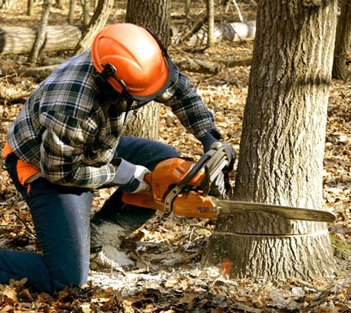 Tree Removal in Naugatuck, CT